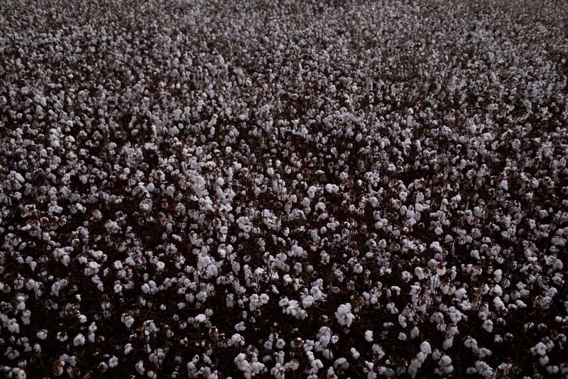 egito abre mercado de algodão para o brasil; abrapa busca fatia de 20% nas importações